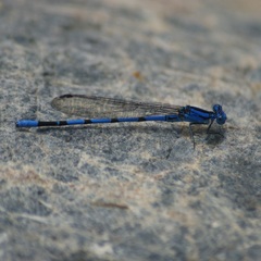 Argia tarascana