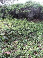 Arctostaphylos × media