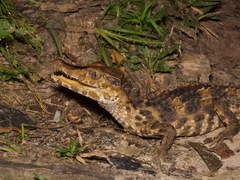 Schneider's Smooth-Fronted Caiman photo 3