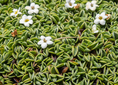 Smooth Forget-me-not (Myosotis glabrescens)