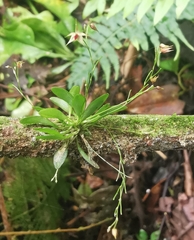 Platystele oxyglossa