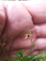 Platystele oxyglossa