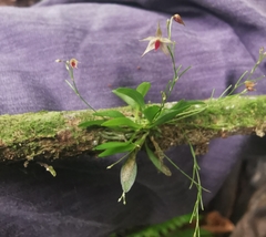 Platystele oxyglossa