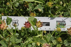 Trifolium fucatum