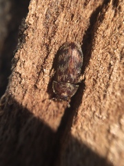 Neaspis variegata