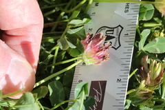 Trifolium fucatum