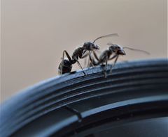 Liometopum apiculatum