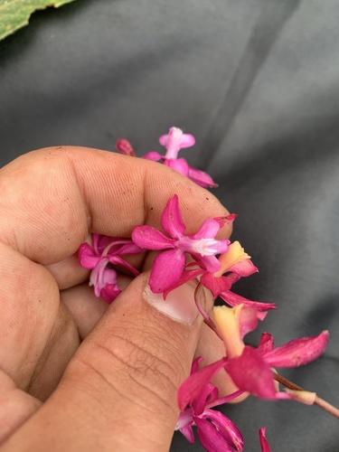 Oncidium vulcanicum, photograph 3