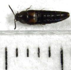 Aleochara puberula