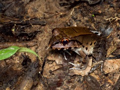 Leptodactylus pentadactylus