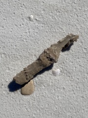 Callyspongia aculeata