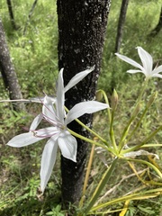Crinum flaccidum