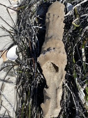 Callyspongia aculeata