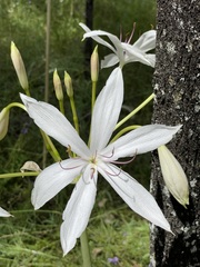 Crinum flaccidum