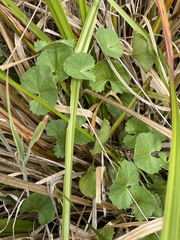 Centella cordifolia