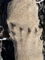 Callyspongia aculeata