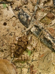 Oreobates quixensis