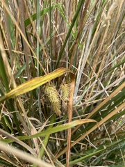 Carex fascicularis