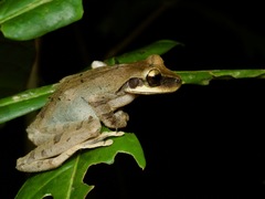 Osteocephalus planiceps