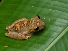 Osteocephalus deridens