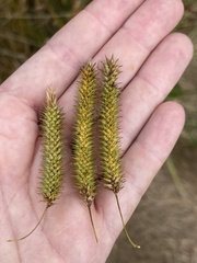 Carex fascicularis