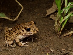 Oreobates quixensis
