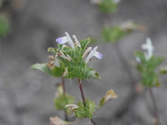 Acanthomintha ilicifolia