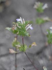 Acanthomintha ilicifolia