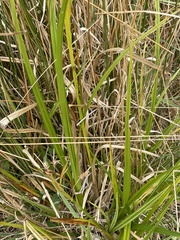 Carex fascicularis