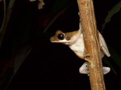 Osteocephalus planiceps