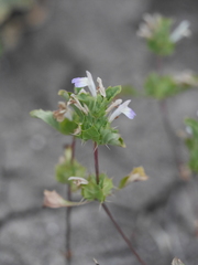 Acanthomintha ilicifolia