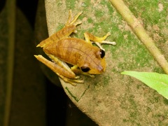 Boana calcarata
