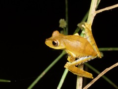 Boana calcarata