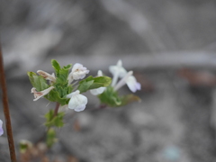 Acanthomintha ilicifolia