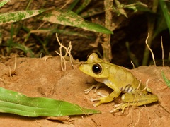 Boana calcarata
