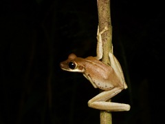 Osteocephalus planiceps