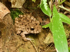 Oreobates quixensis