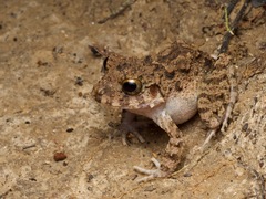 Oreobates quixensis