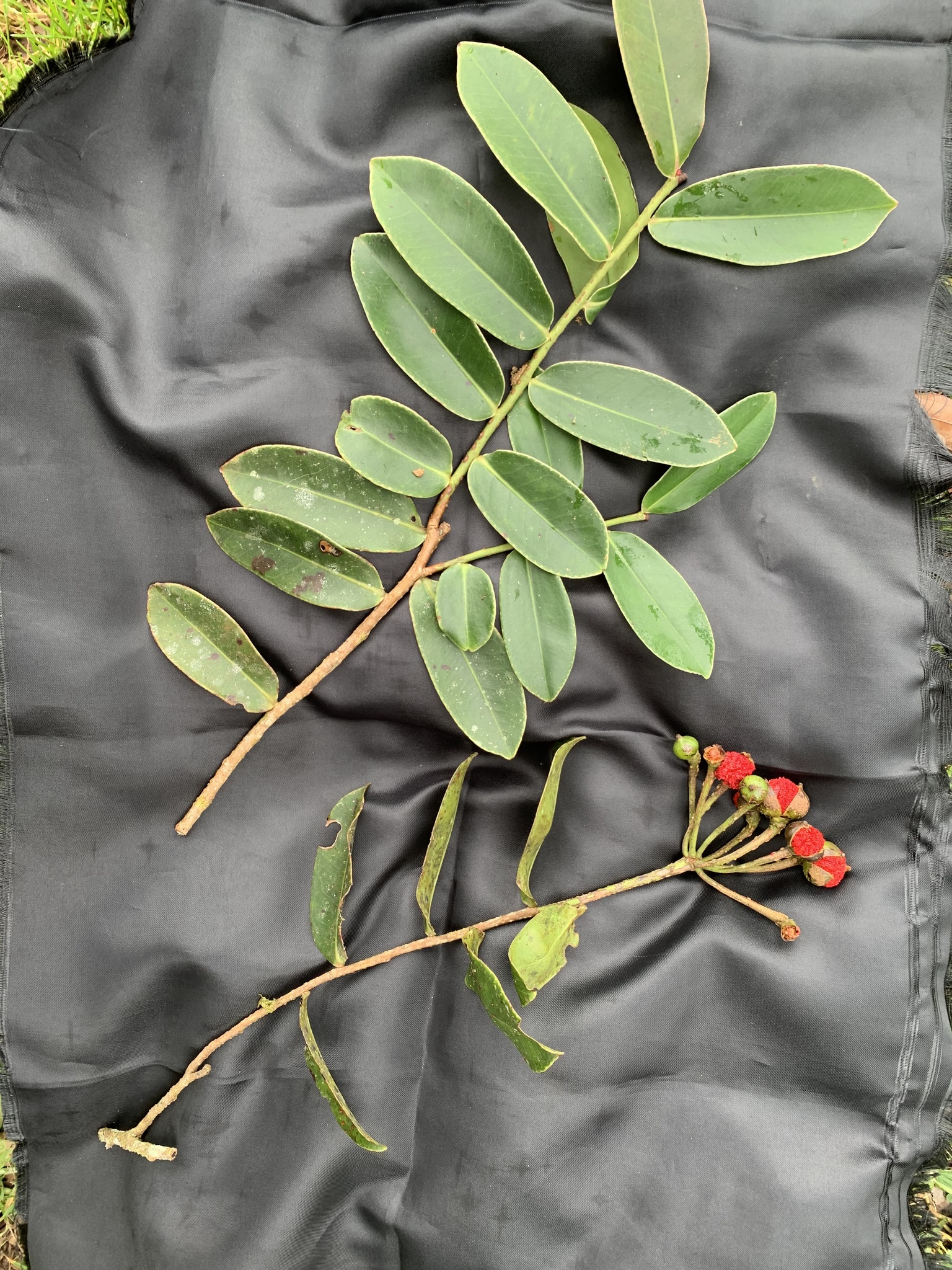 Marcgravia brownei
