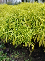 Melicope denhamii