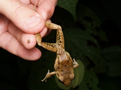 Pristimantis malkini