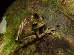 Osteocephalus buckleyi