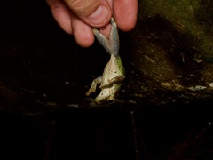 Osteocephalus buckleyi