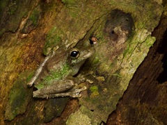 Osteocephalus buckleyi