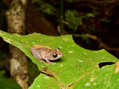 Pristimantis carvalhoi