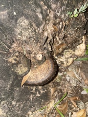 Coriolopsis hostmannii