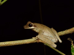 Osteocephalus planiceps