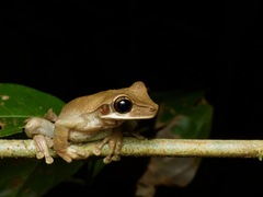 Osteocephalus planiceps