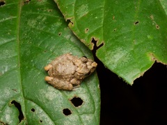 Pristimantis carvalhoi