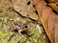 Adenomera hylaedactyla